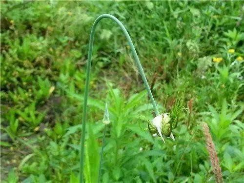 国产欧美色野草视频